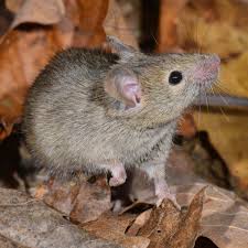 Pest Library close up of a mouse