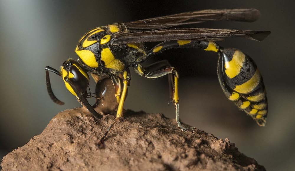 Wasps/Yellowjackets a close up of a bee