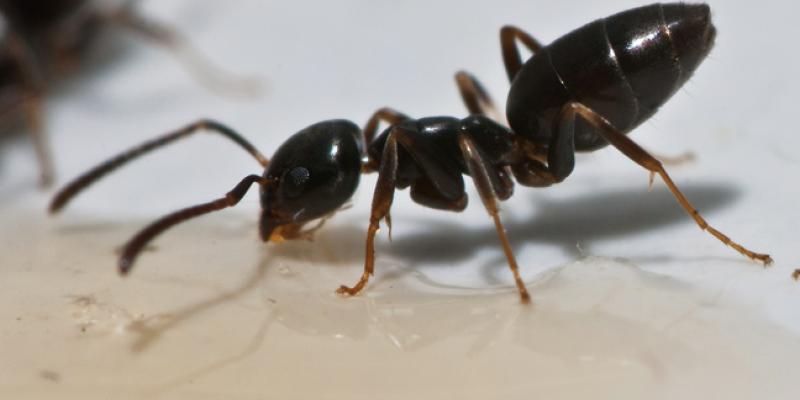 Ants close up of an odorous house ant