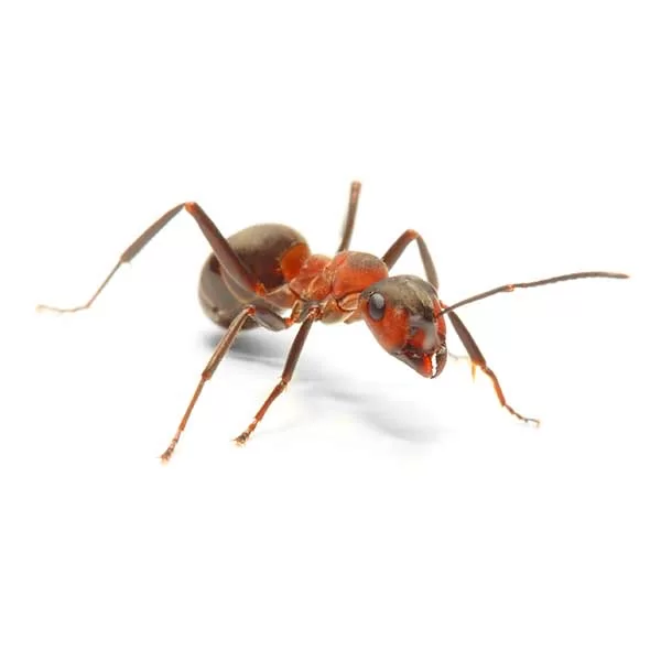 Ants close up of a thatching ant