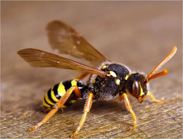 Pest Library close up of a wasp