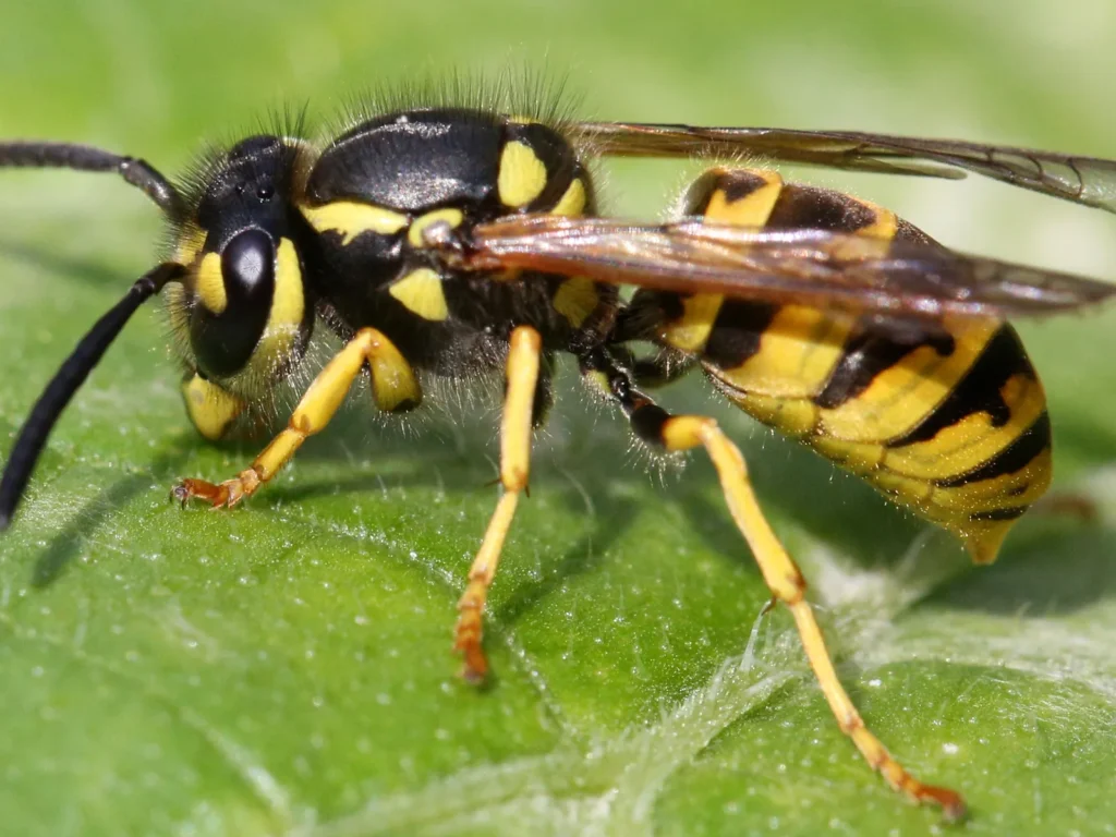 Pest Library close up of a yellowjacket